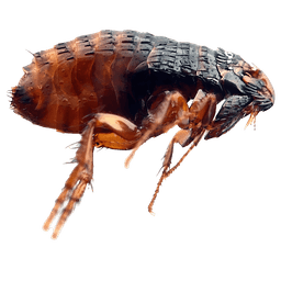 Illustration of the cat flea, Ctenocephalides felis