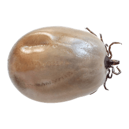 Illustration of the black-legged tick, Ixodes scapularis