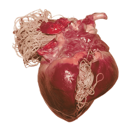 Illustration of heartworm, Dirofilaria immitis