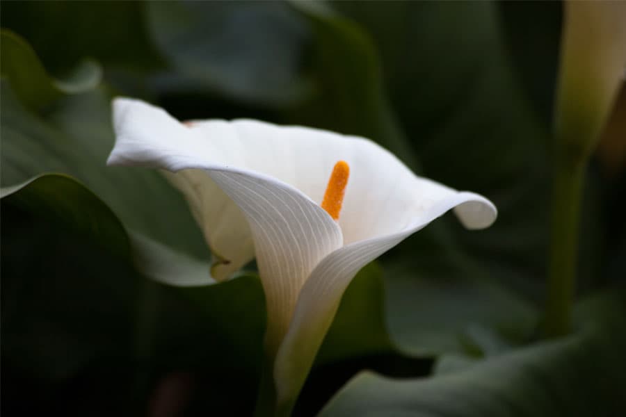 Calla: a smooth white spathe rolled into a funnel around a yellow spadix