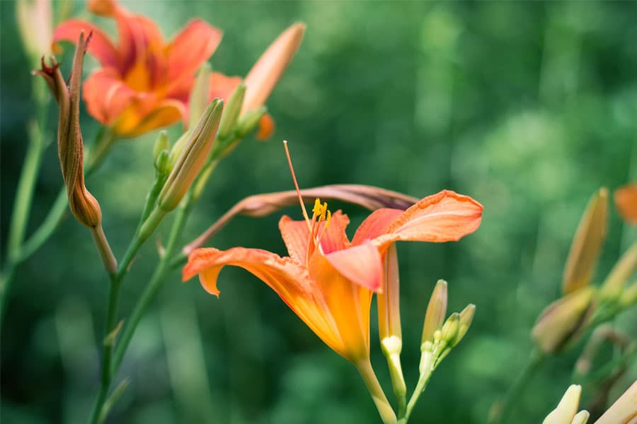 Daylily: orange flower on a bare leafless stalk, with spindle-shaped buds