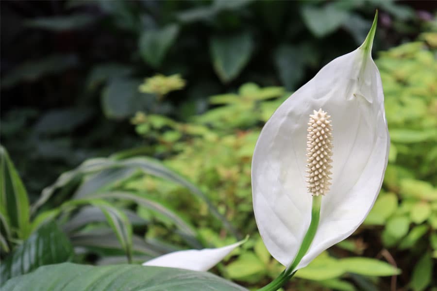 Peace lily: an upright hood-shaped white spathe behind a bumpy cream spadix