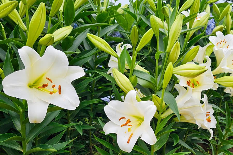 True lily: large white trumpet flower with six tepals, stamens loaded with orange pollen, narrow leaves along the stem