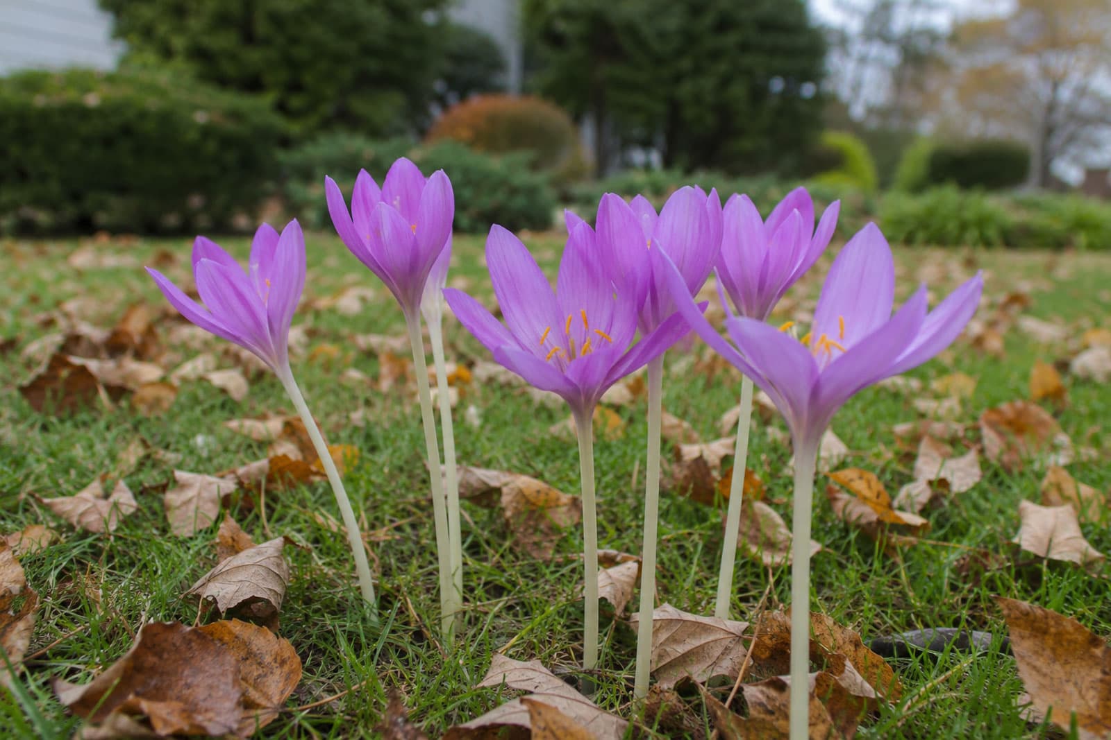 Autumn crocus: purple goblet flowers rising straight from a lawn on bare stems, with no leaves at all, among fallen leaves
