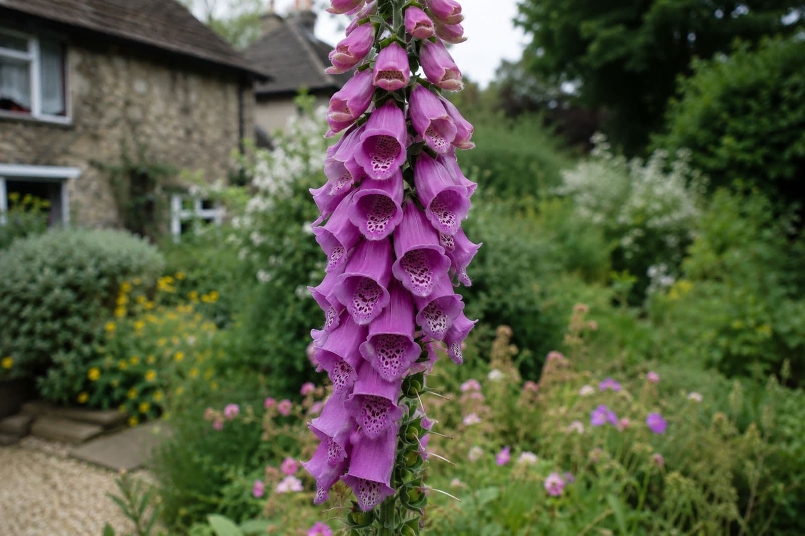 Foxglove: a tall spike of tubular pink bells whose open throats are speckled with dark spots