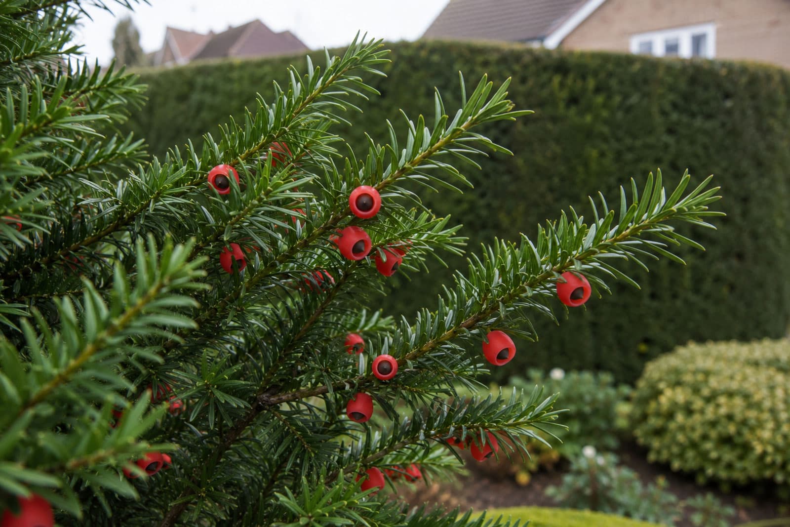Yew branch: flat dark-green needles in two rows and small red berries open at the tip, in front of a clipped hedge