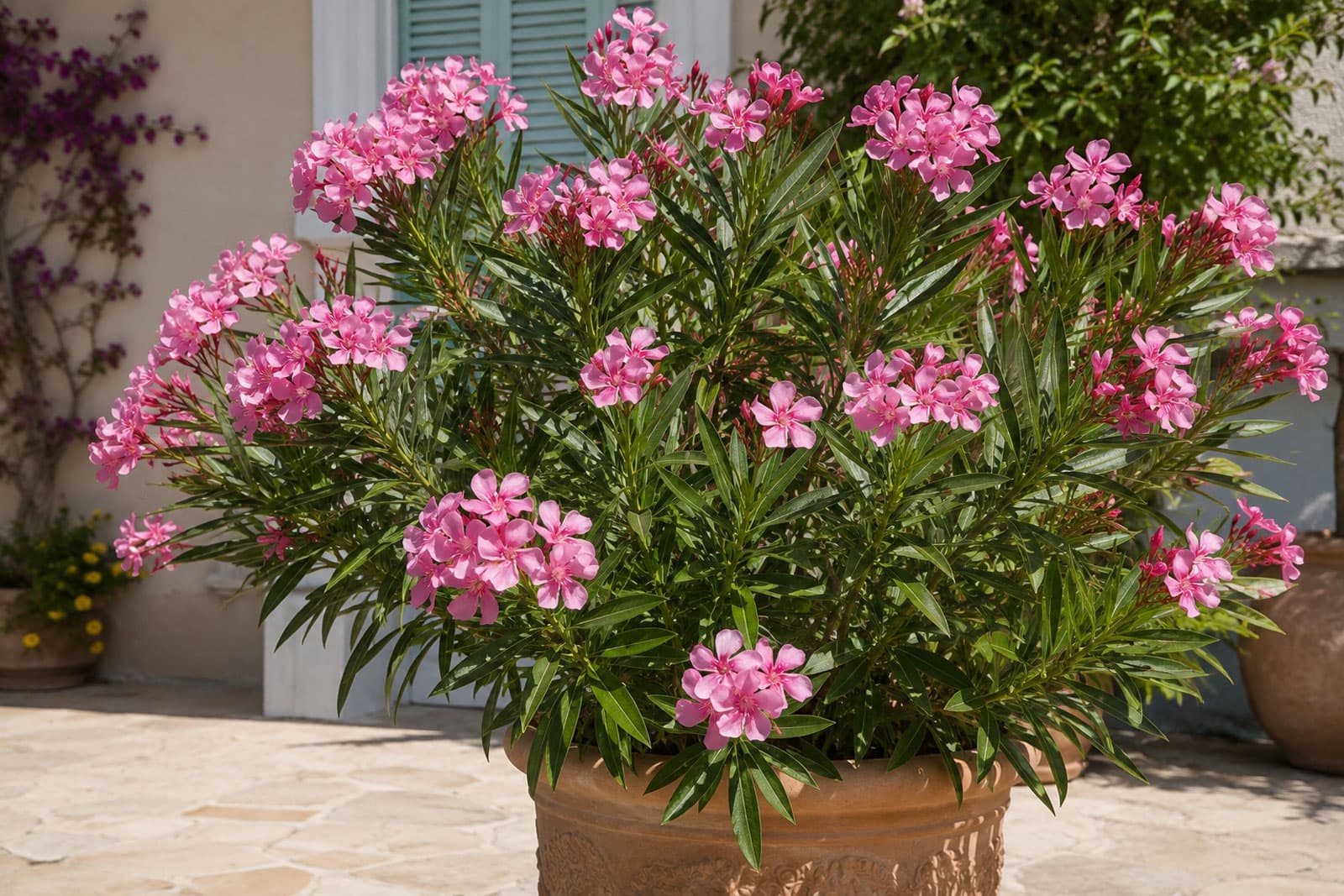 Oleander in a large patio planter: clusters of five-petaled pink flowers and long narrow dark-green leaves
