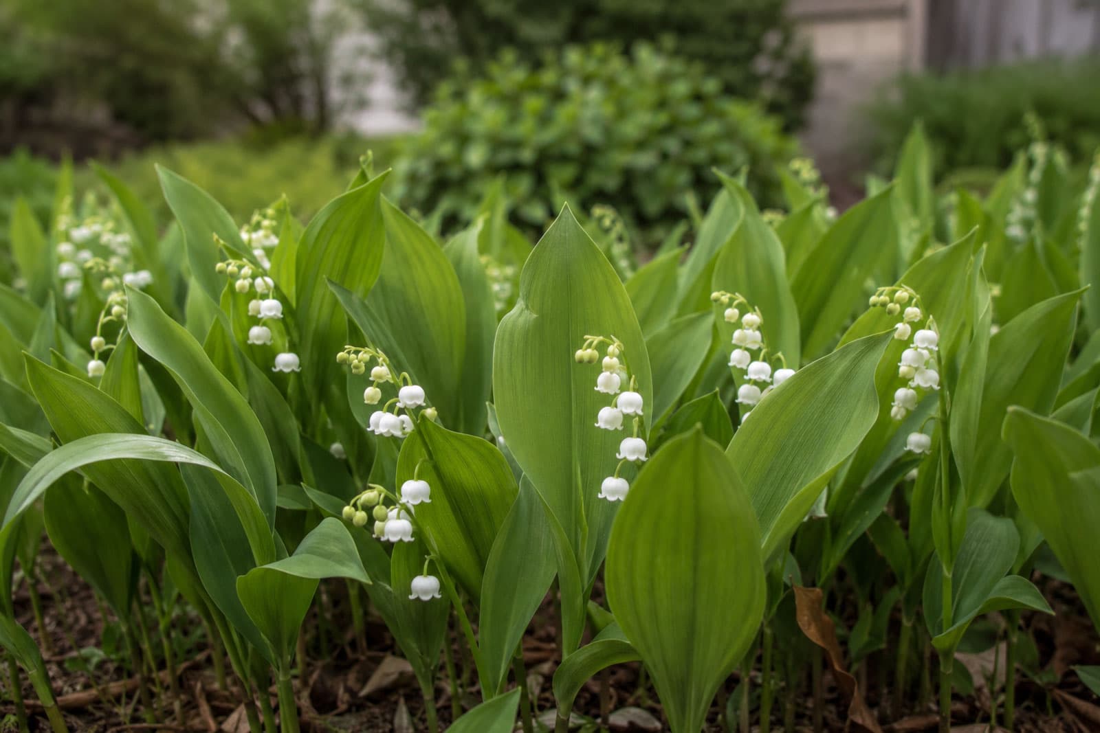 Patch of lily of the valley: small white bells hanging along one side of an arched stem, among broad oval veined leaves