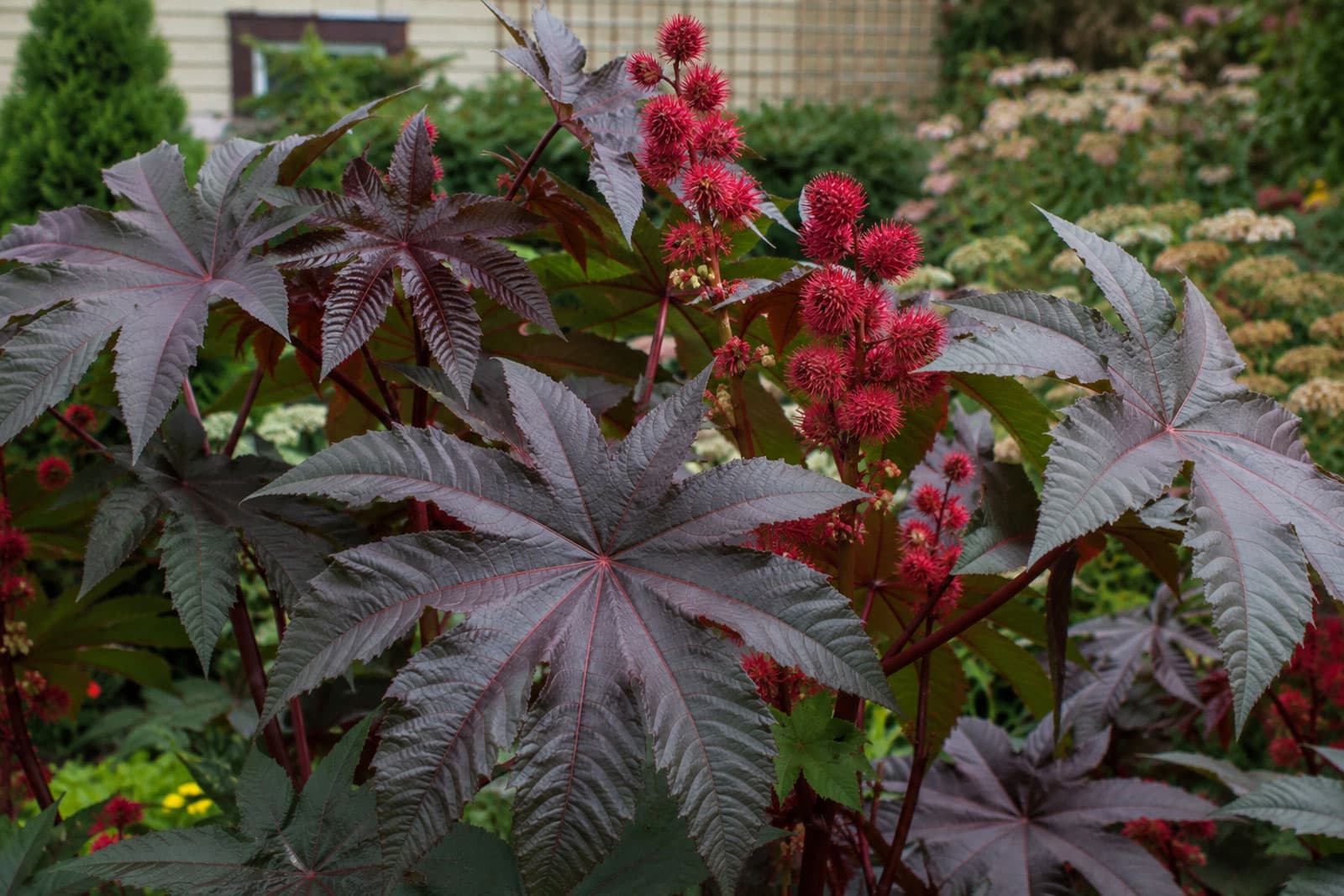 Castor bean: huge star-shaped palmate red-bronze leaves and clusters of spiky red seed capsules