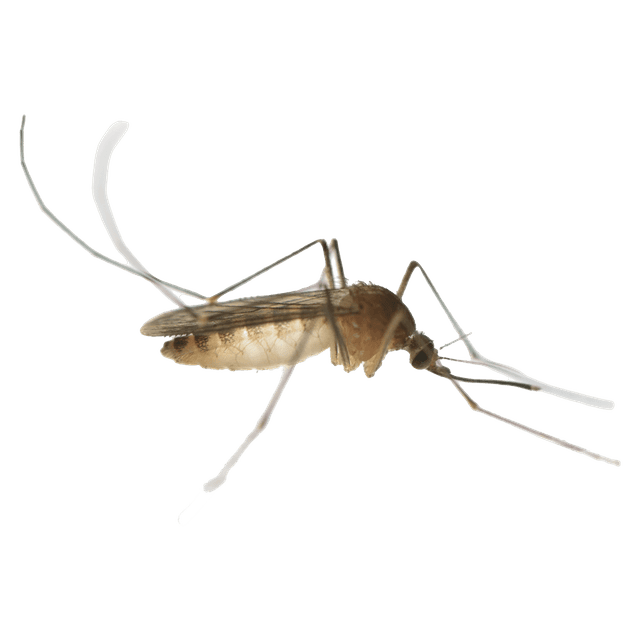 Les vers intestinaux