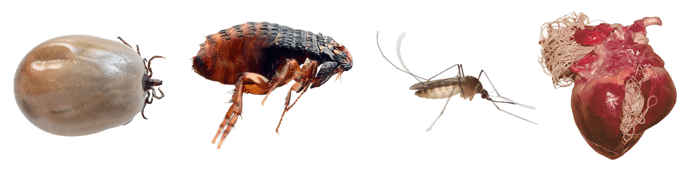 Les parasites communs chez les chiens et chats